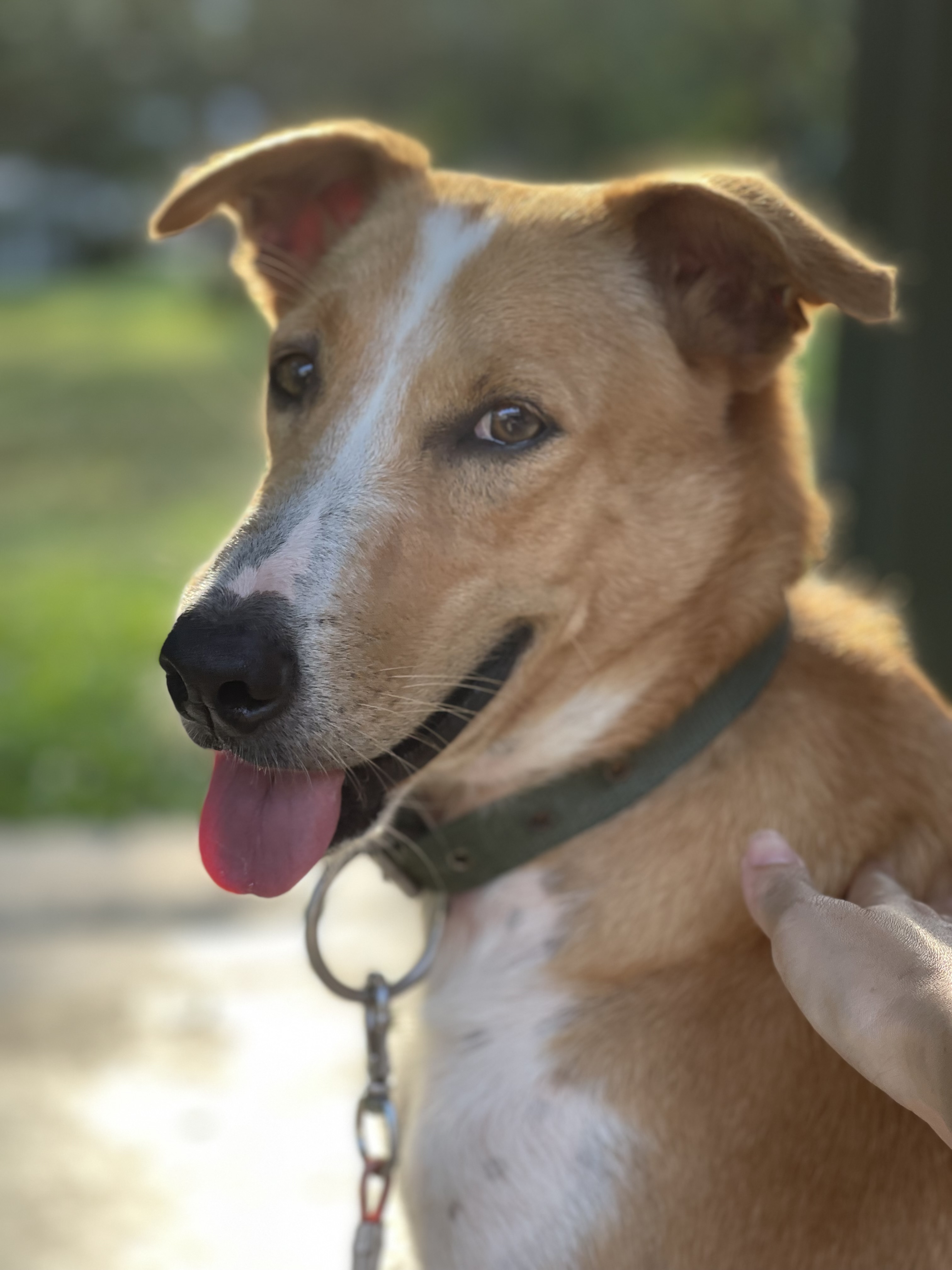 Marc suggested to AI our fur fam into human …