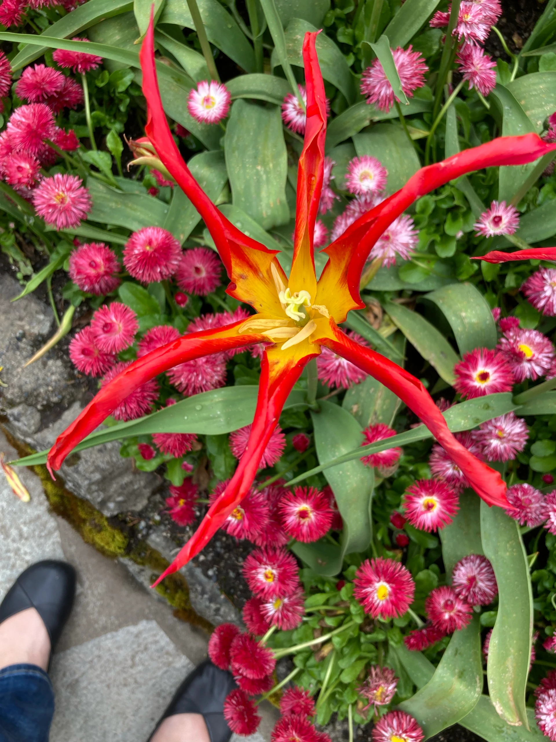 Buchardt Gardens