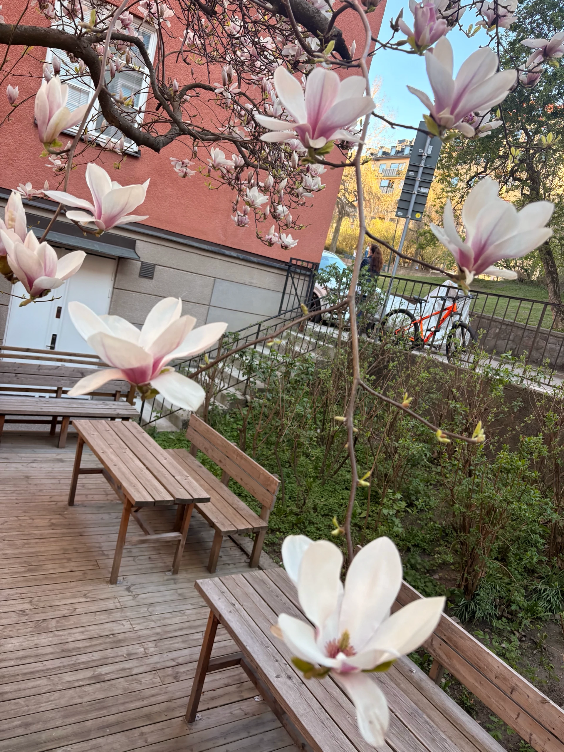 The Magnolia tree in my backyard finally bloomed 🎉