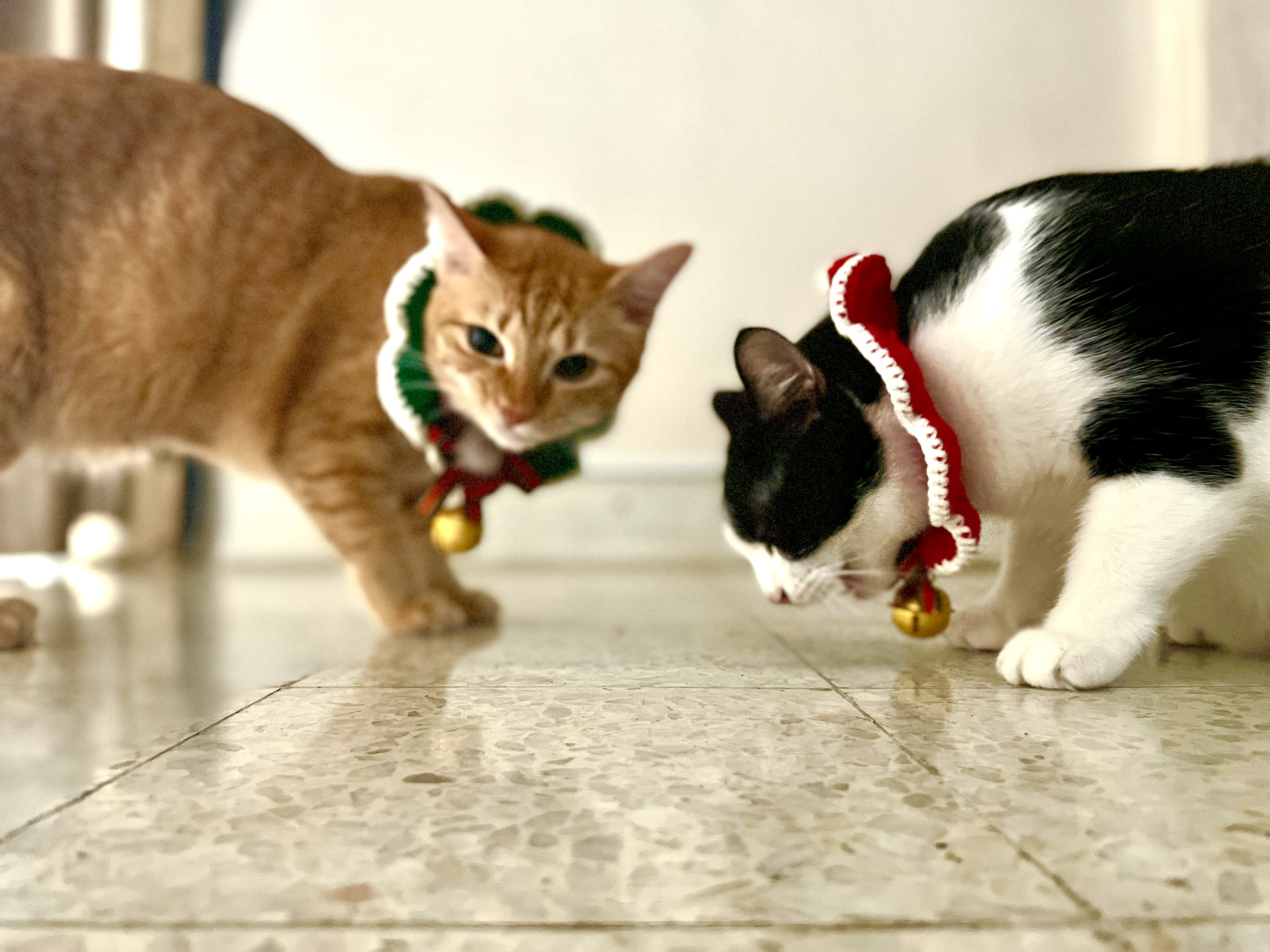 Too much Christmas Catnip 😹🥴