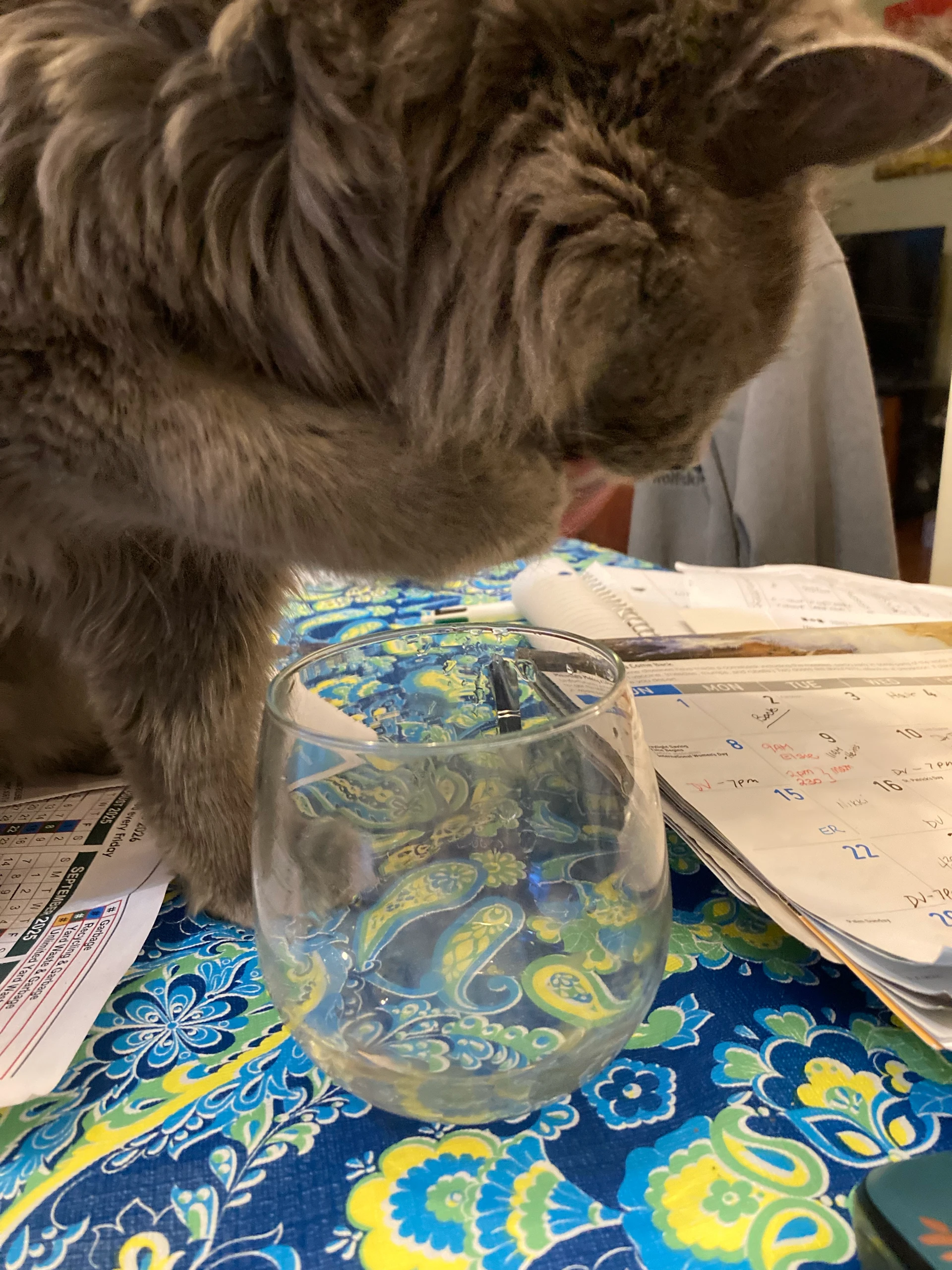 That Cat