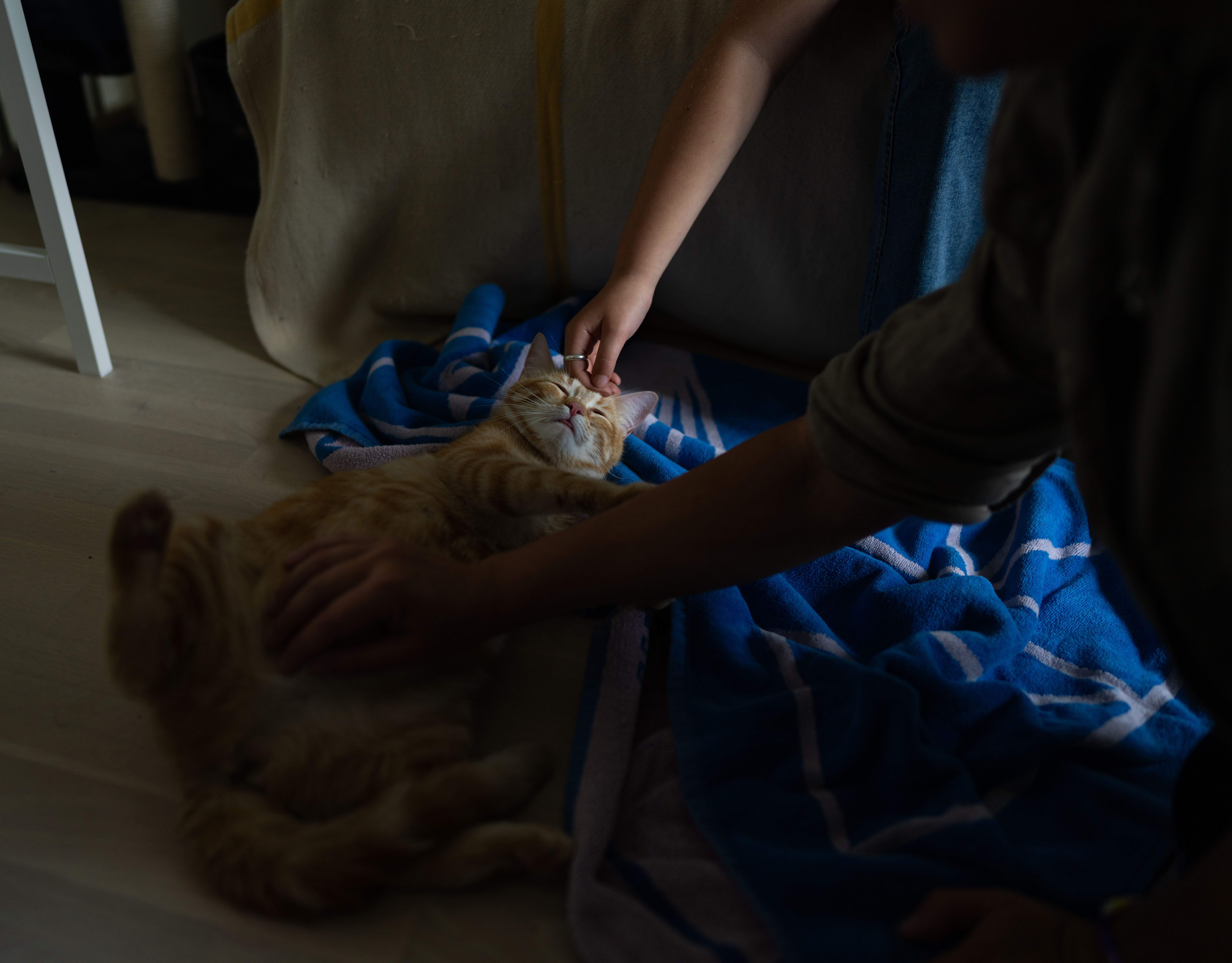 A beautiful moment unfolded tonight, my cat gave birth and wanted support by everyone