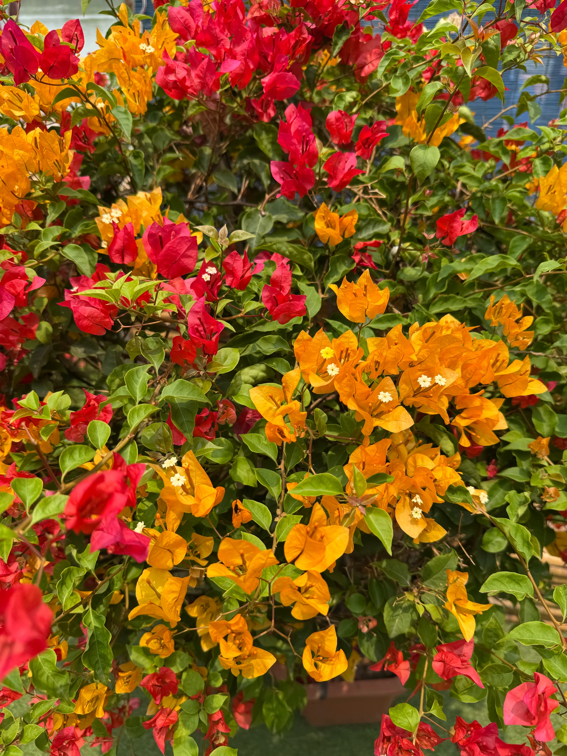 admiring the flowers in Vietnam