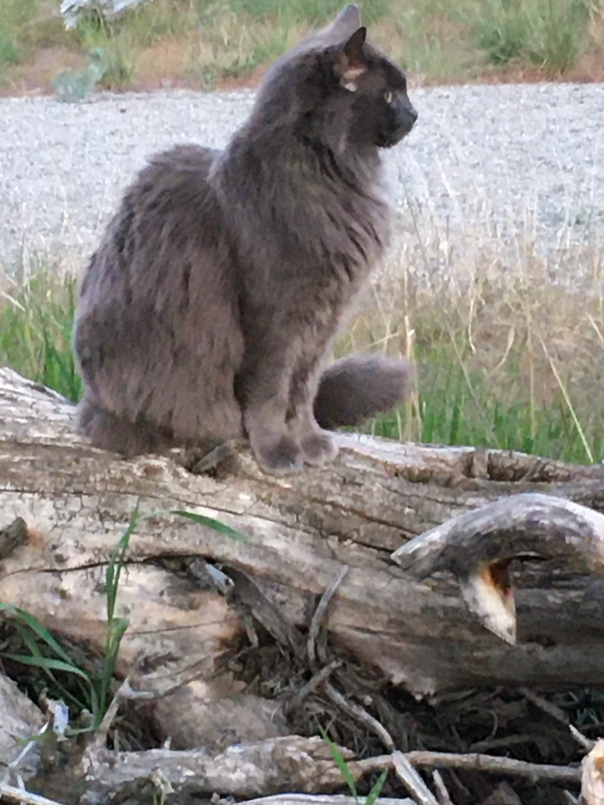 Grey and Smudge