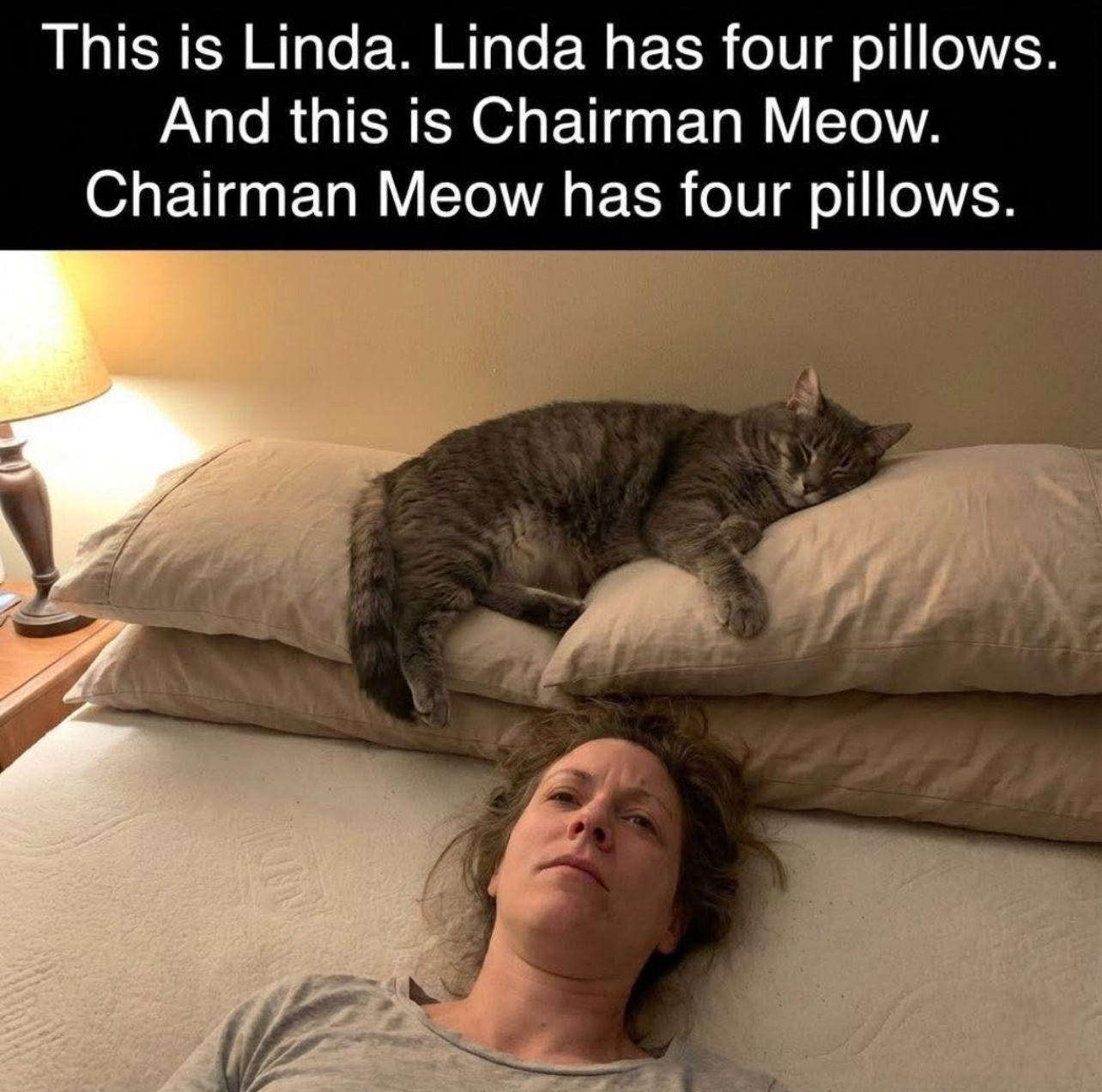 Chairman Meow 😹