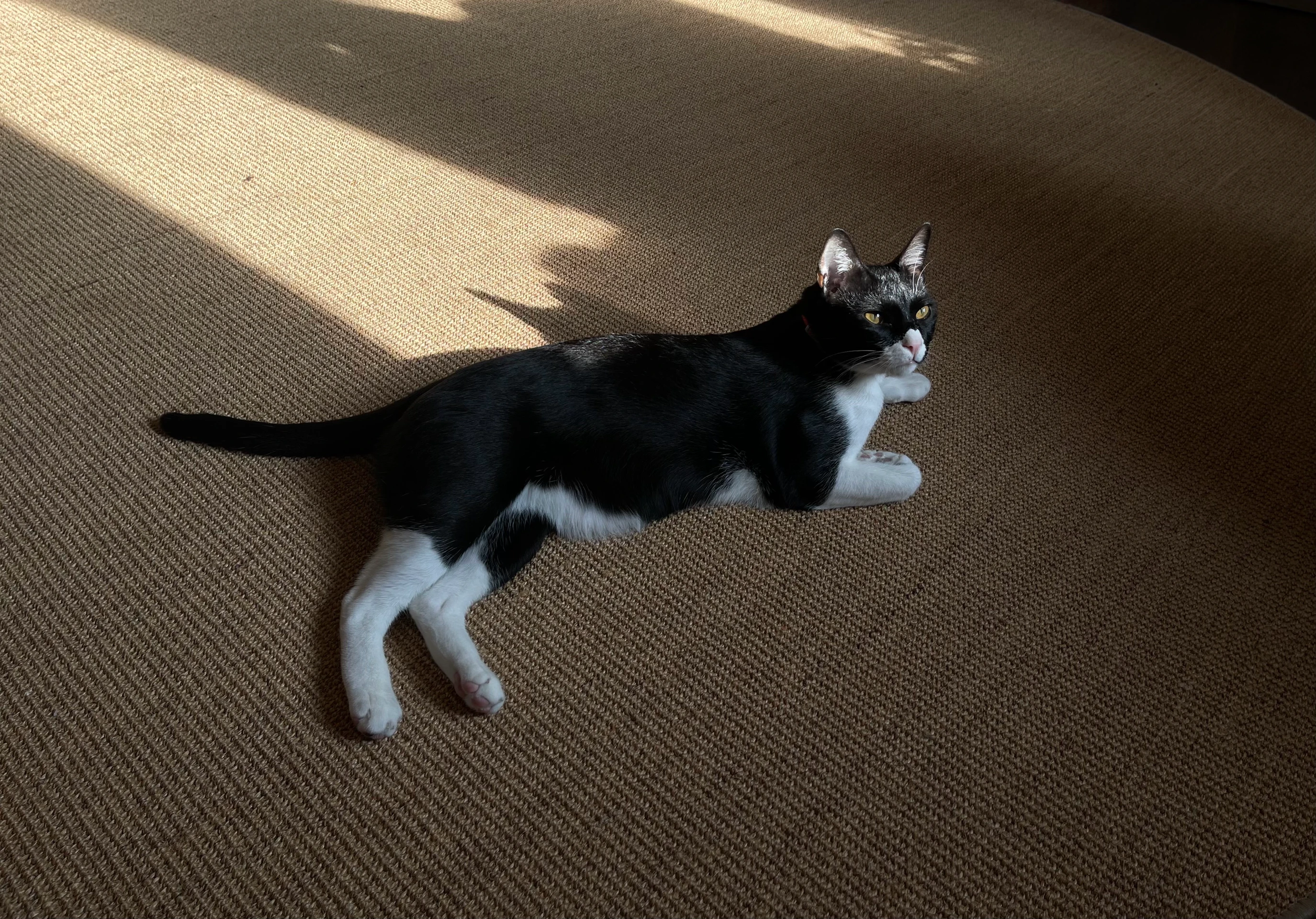 In the light