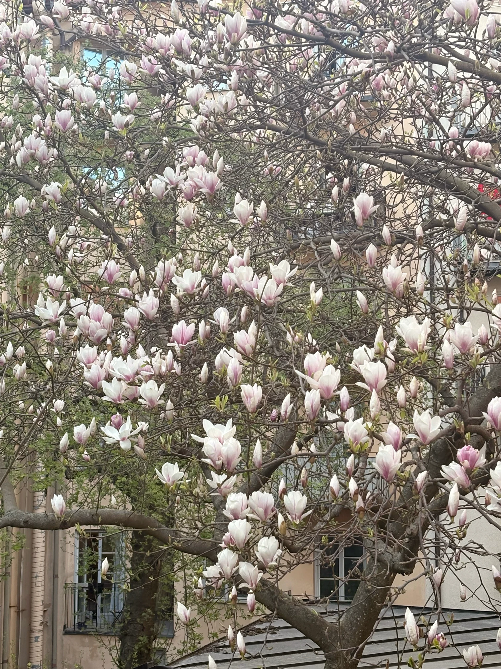The Magnolia tree in my backyard finally bloomed 🎉