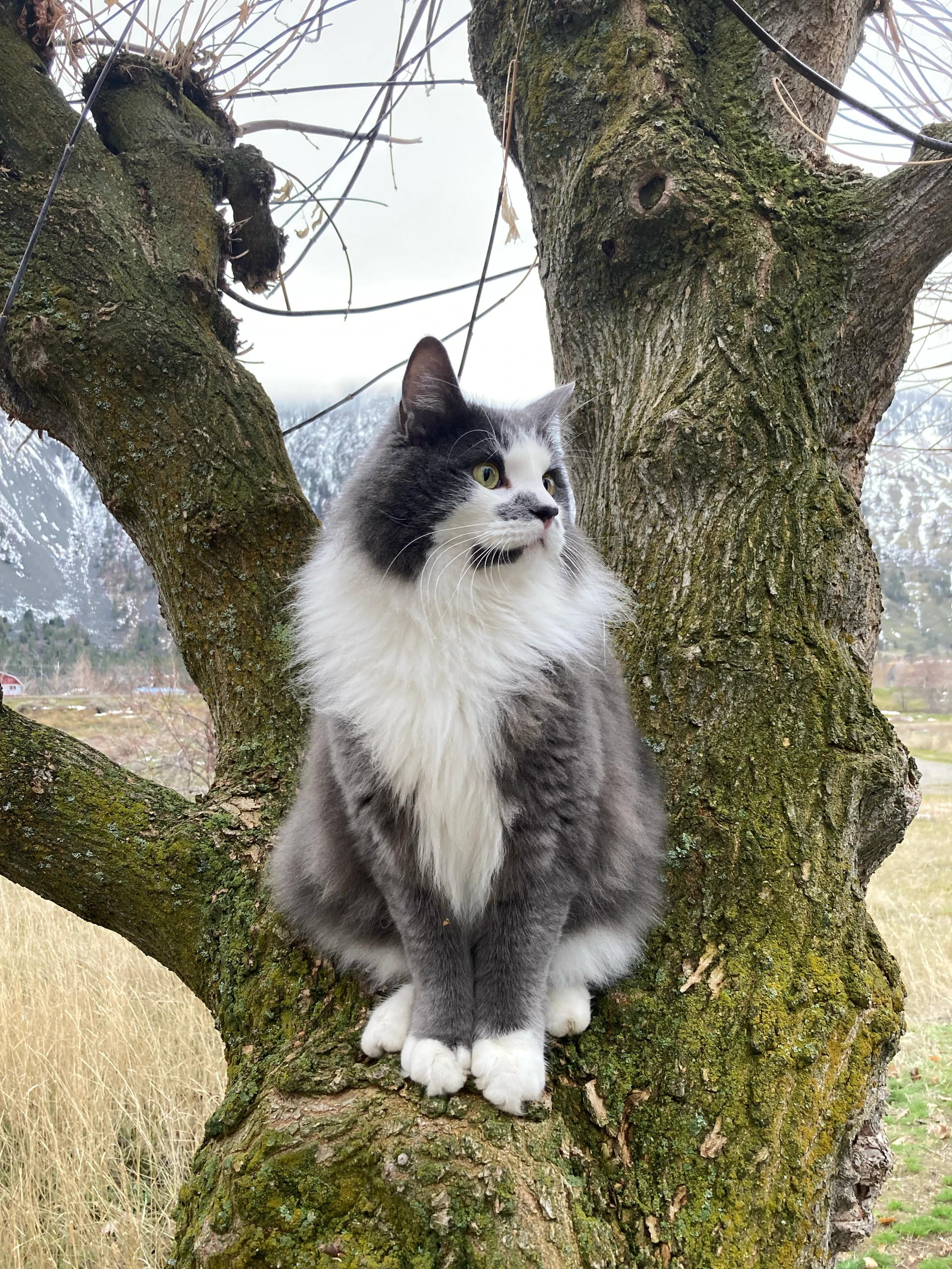 Grey and Smudge