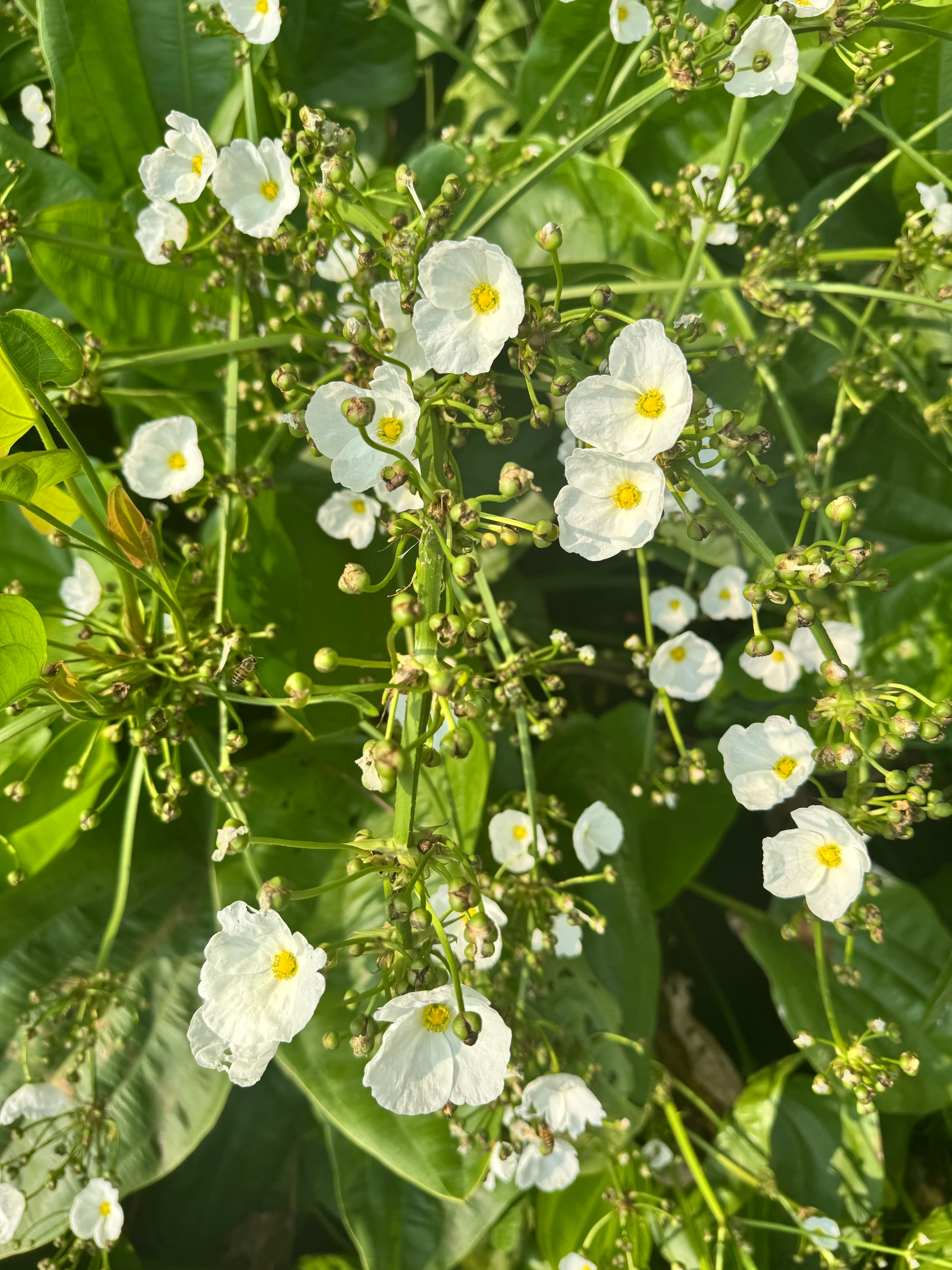 admiring the flowers in Vietnam