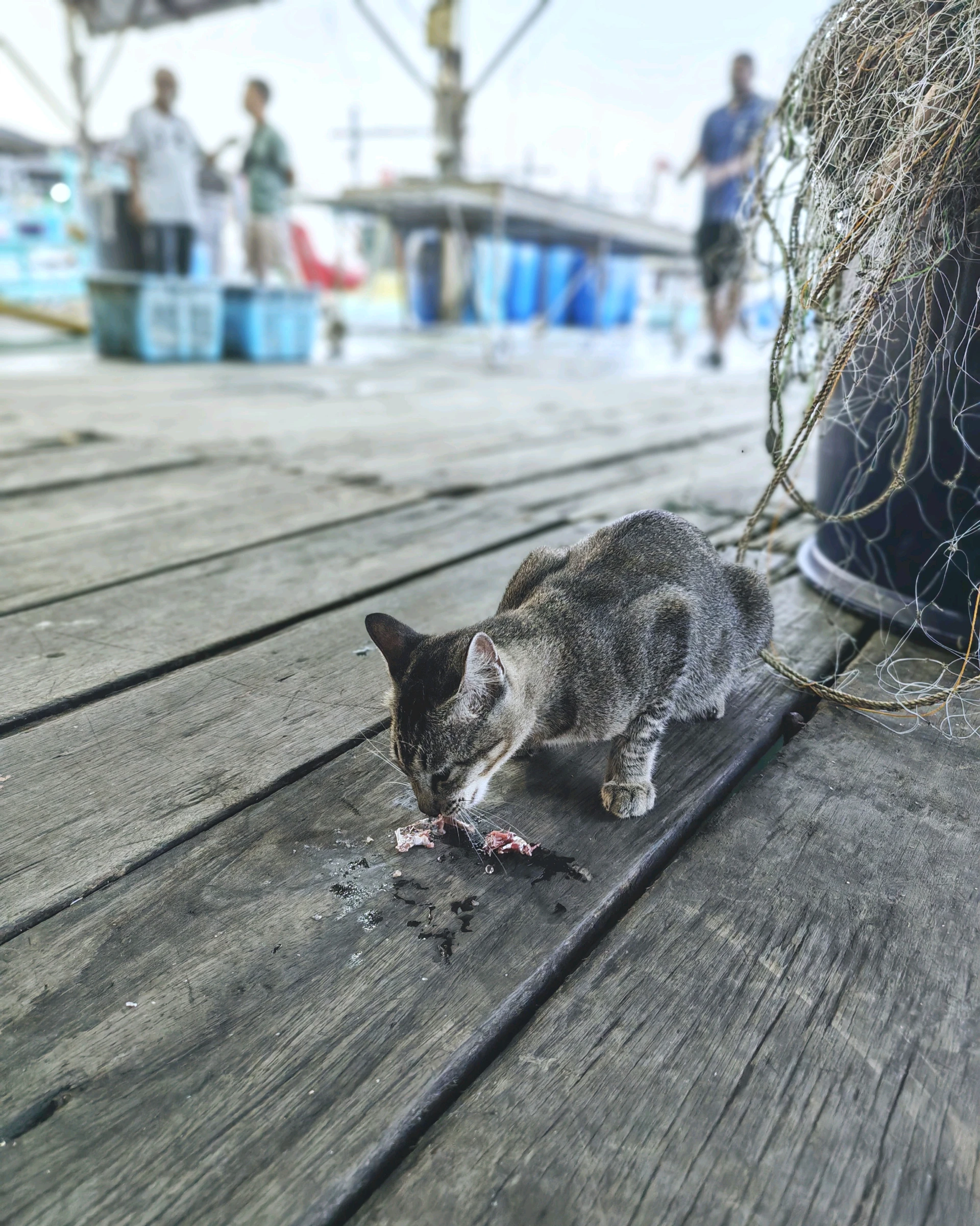 Fish and food