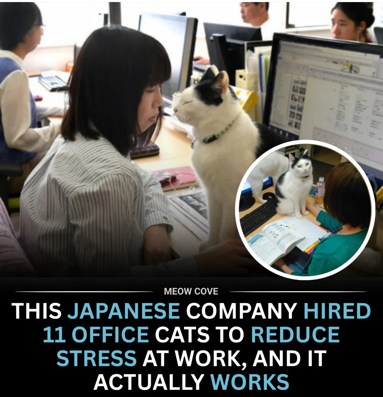 Japan company has cat ‘staff’ – office clerk, auditor, even ‘chaircat’