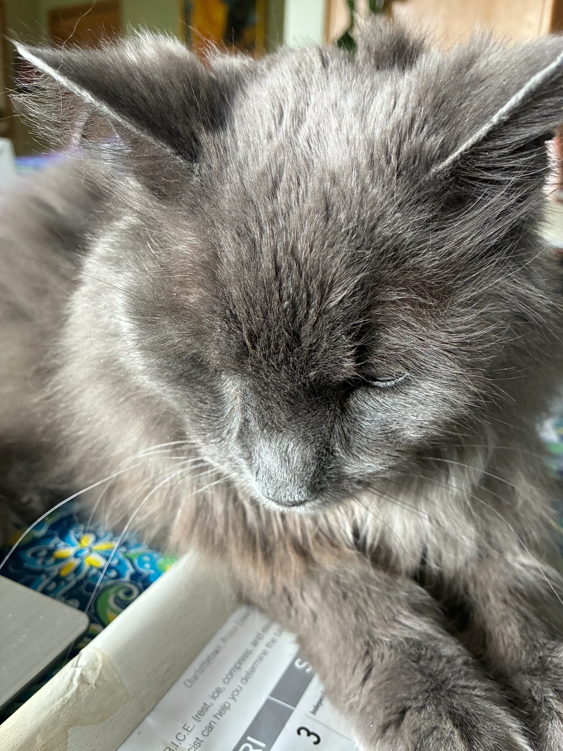 Grey comes to listen to Master’s instruction.