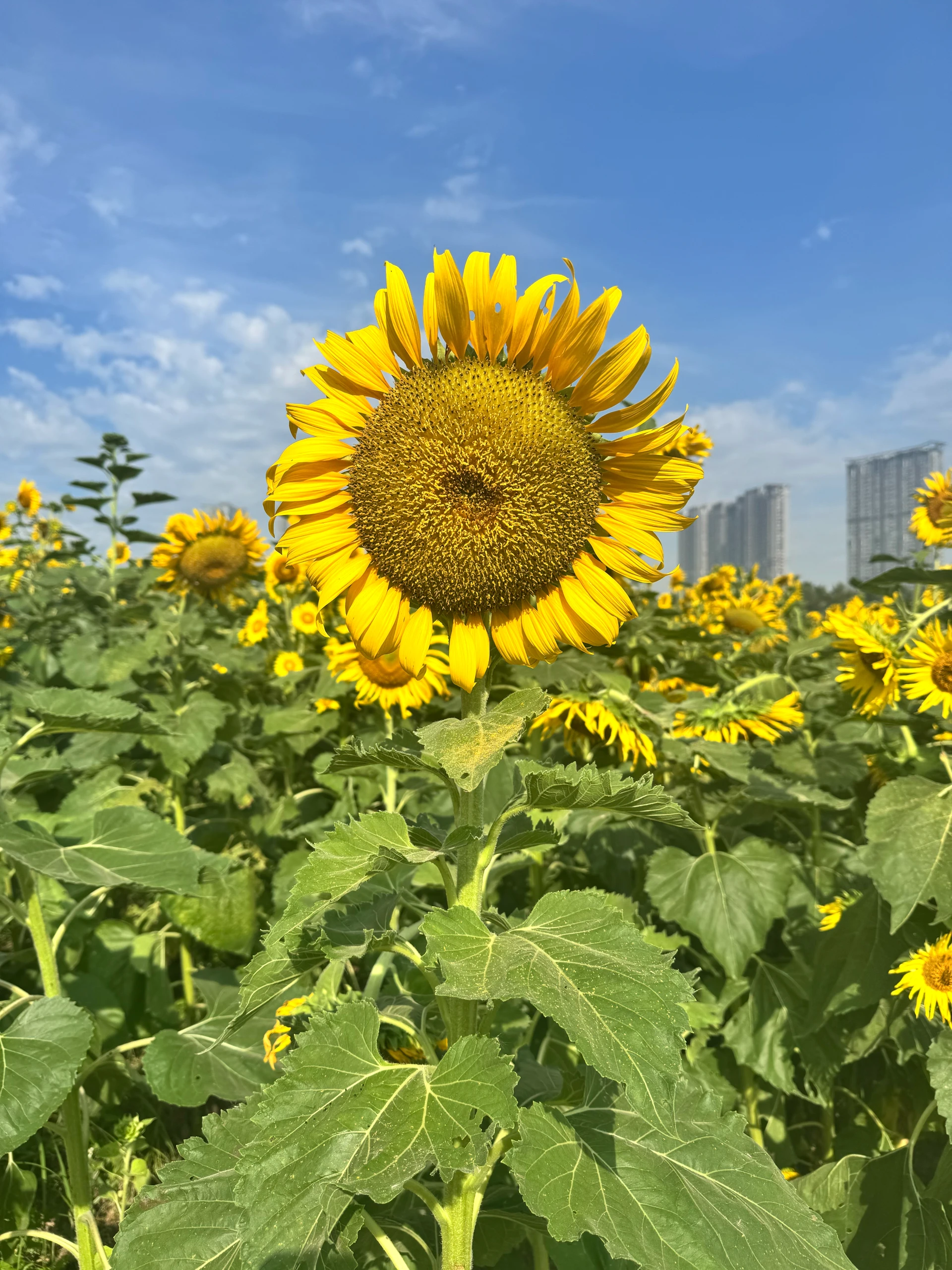 Sunflowers 🌻
