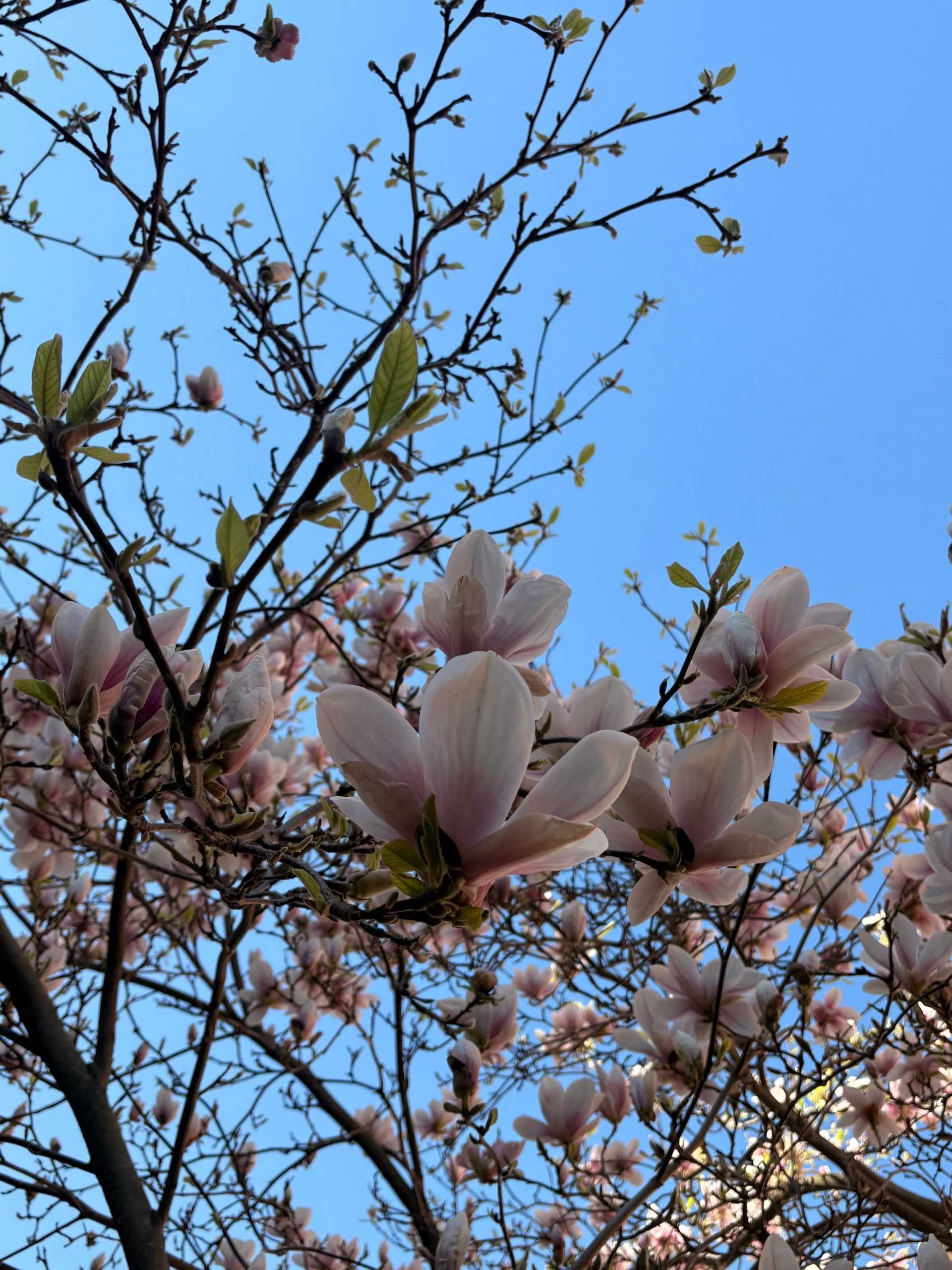 The Magnolia tree in my backyard finally bloomed 🎉