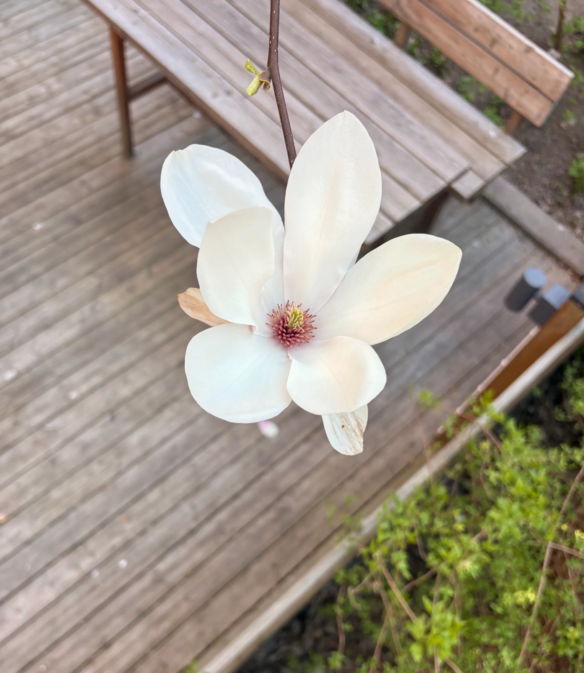 The Magnolia tree in my backyard finally bloomed 🎉