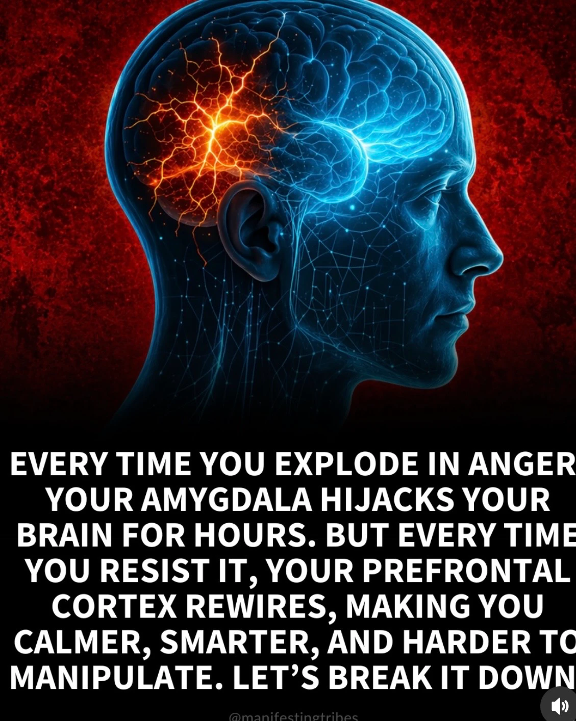 Amygdala vs Prefrontal cortex