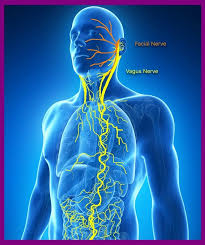 Fun ways to stimulate your vagus nerve