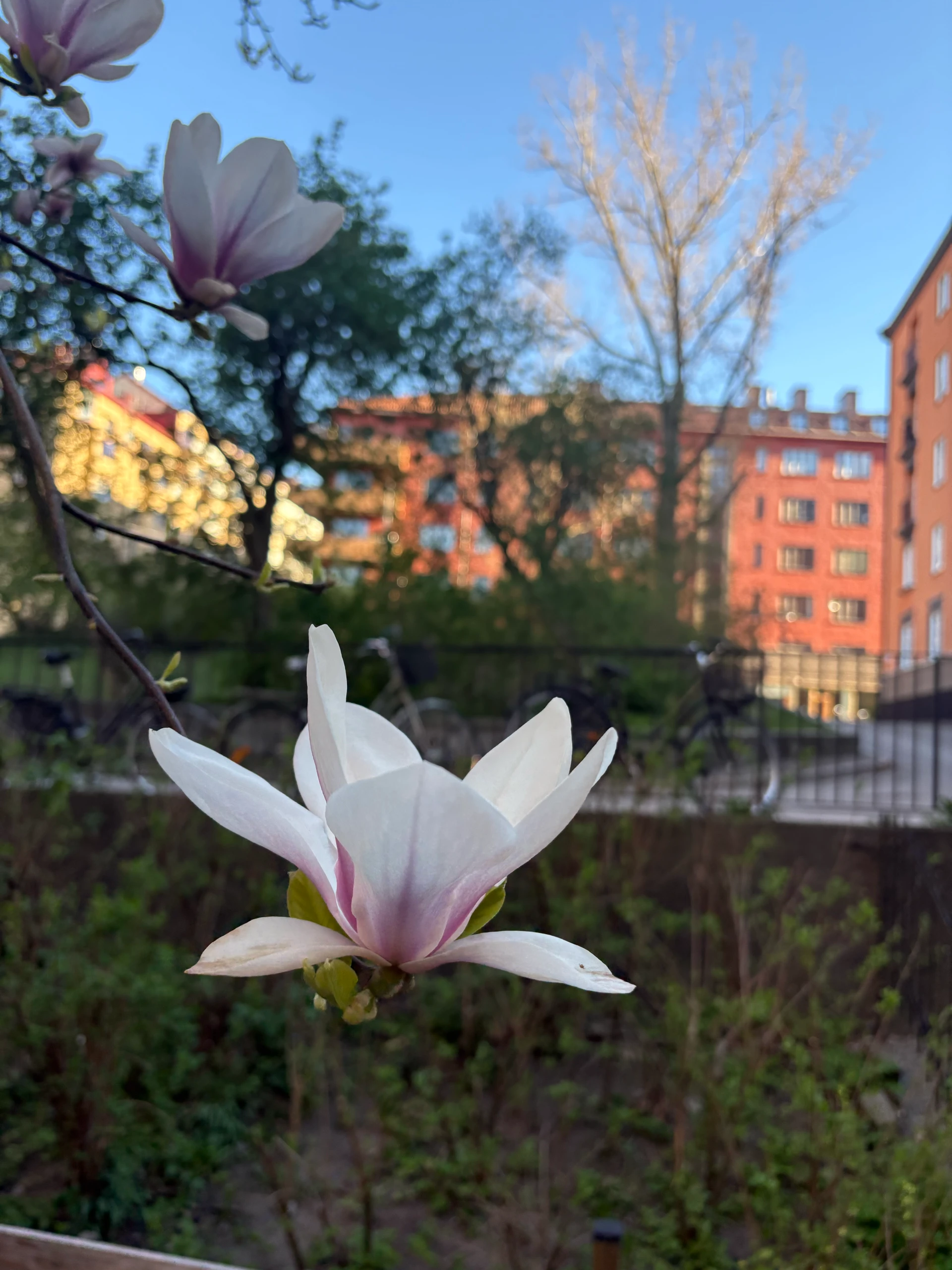 The Magnolia tree in my backyard finally bloomed 🎉