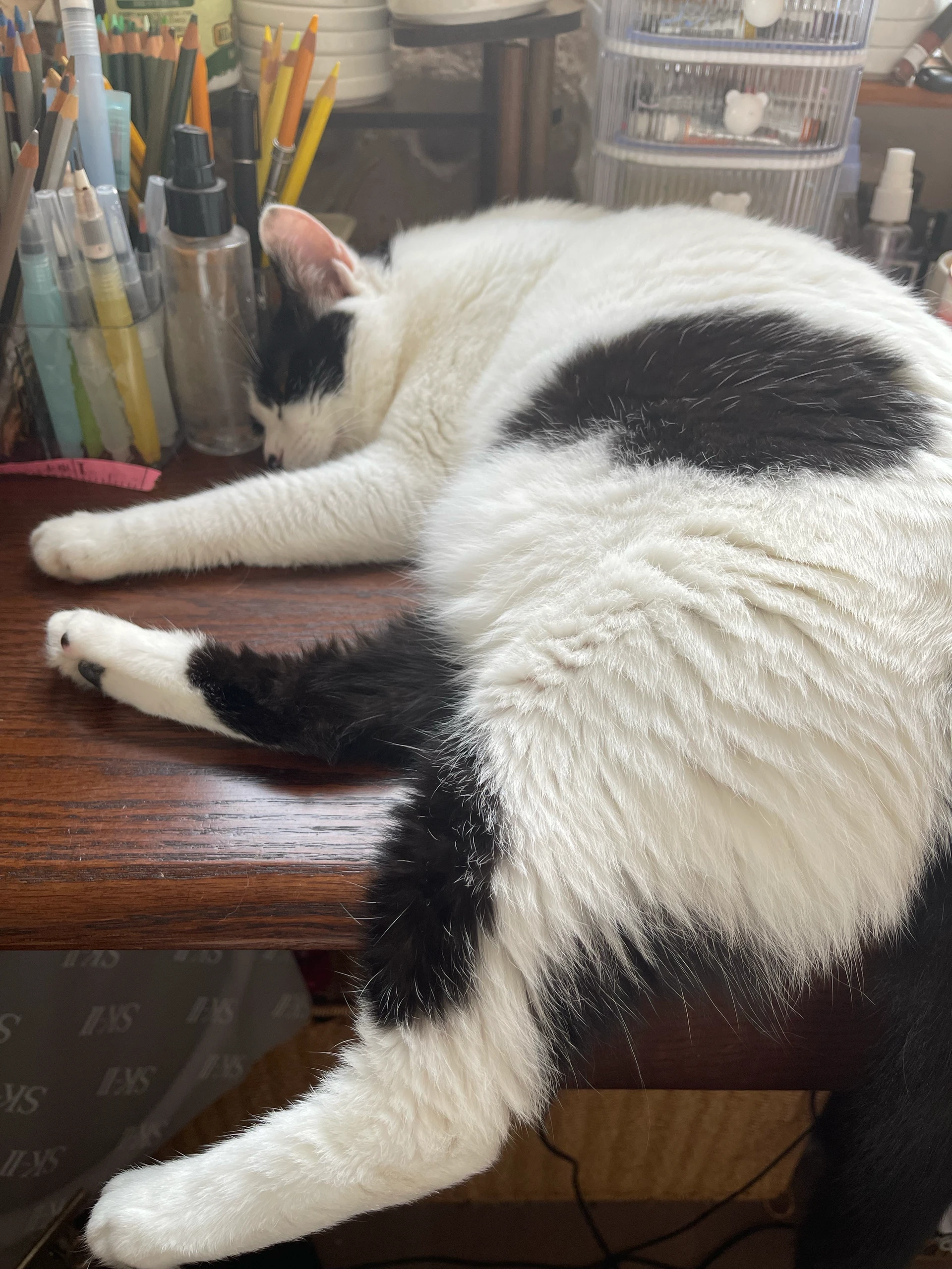 Miss Miao Miao