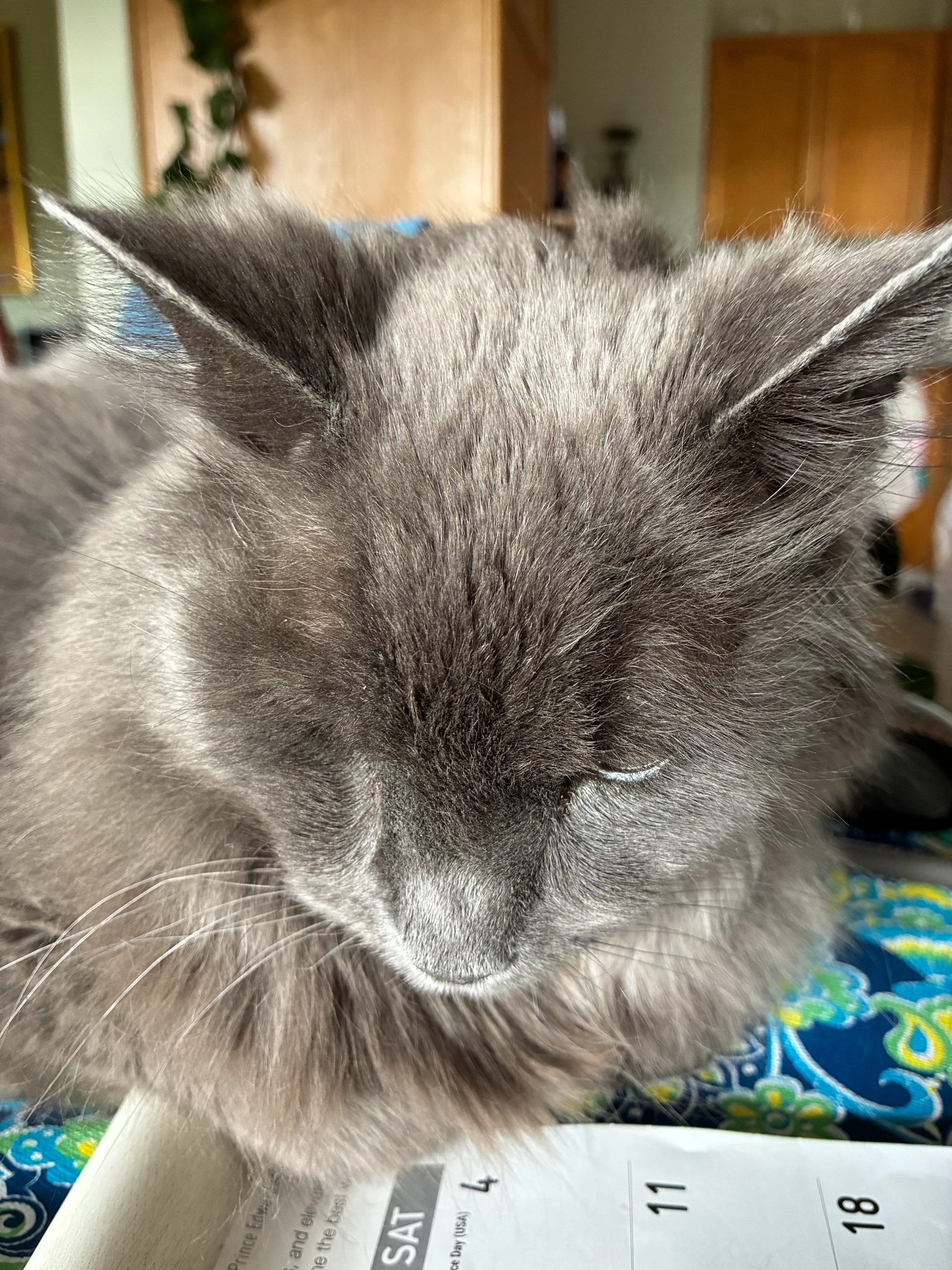 Grey comes to listen to Master’s instruction.