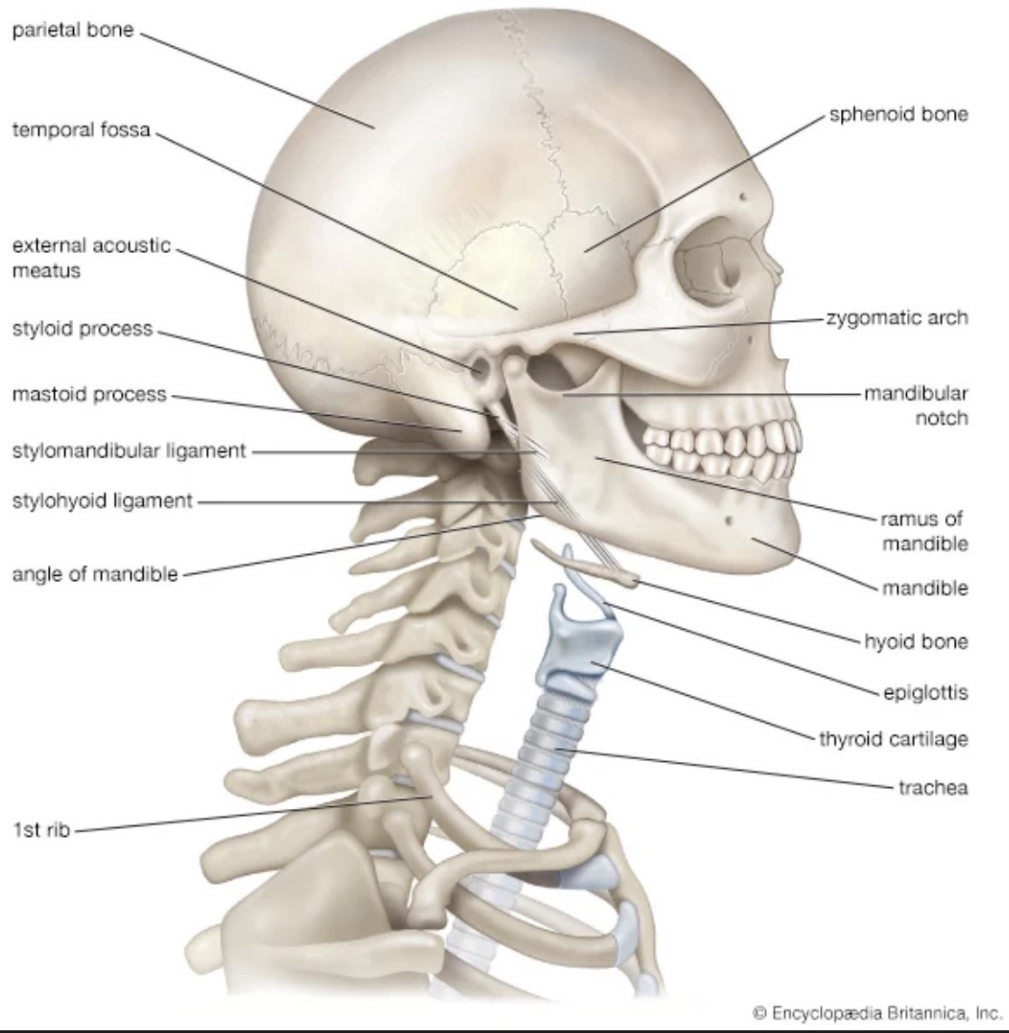 The Hyoid Bone: The Body’s Hidden Gyroscope