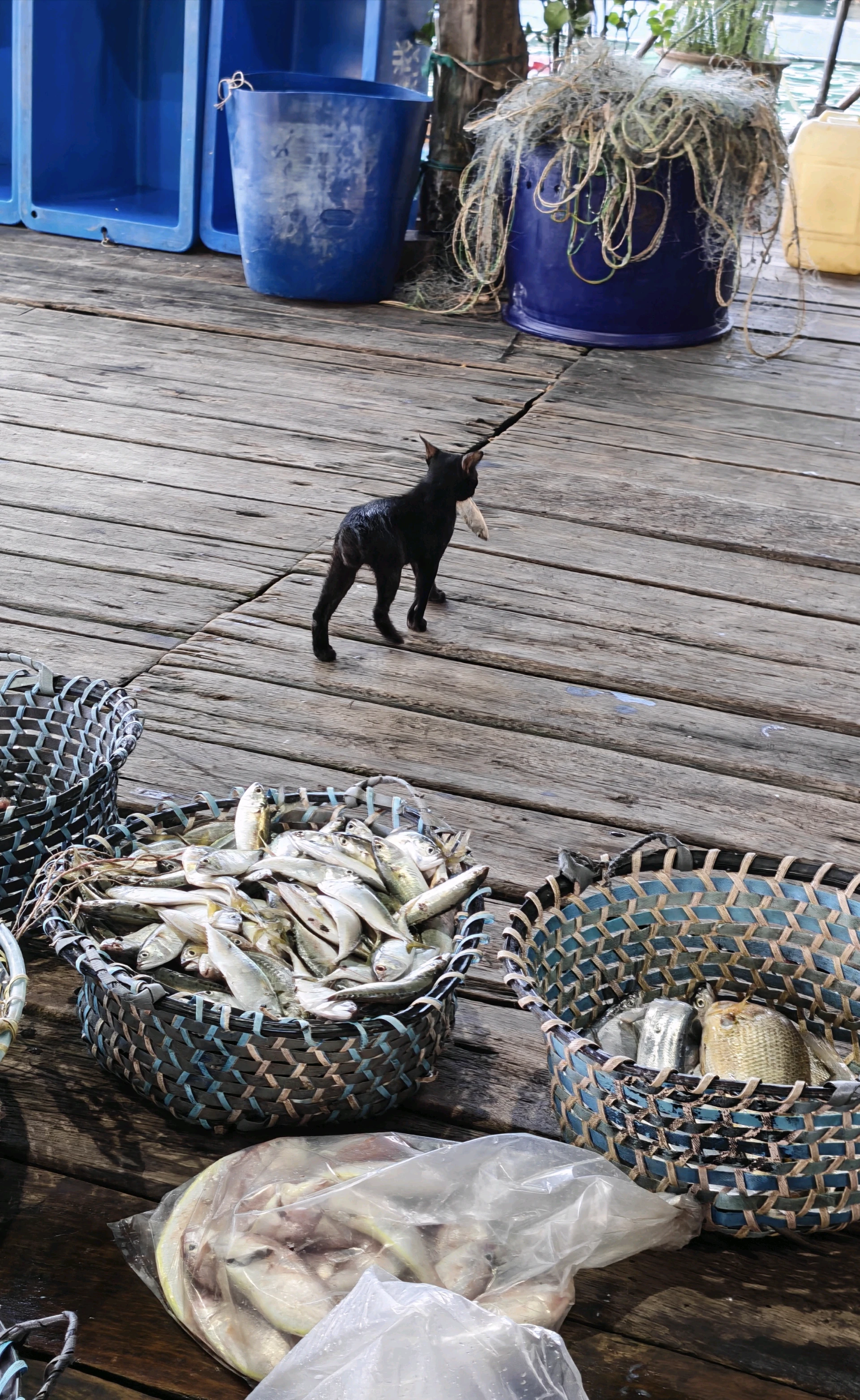 Fish and food