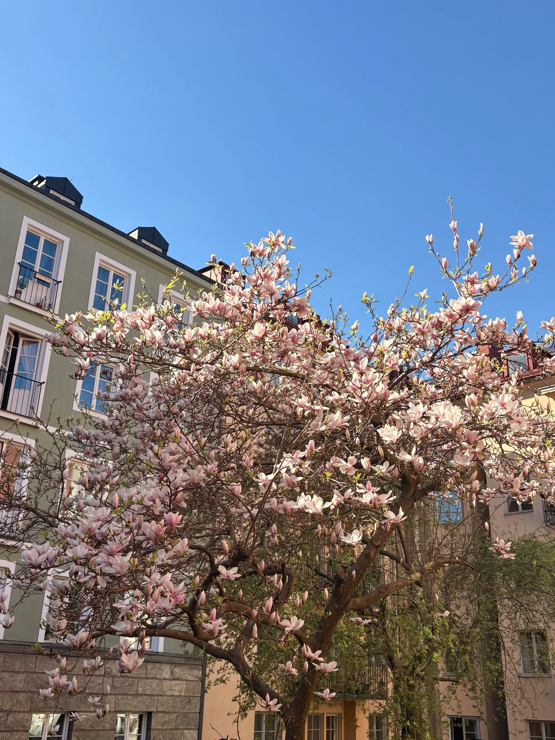 The Magnolia tree in my backyard finally bloomed 🎉