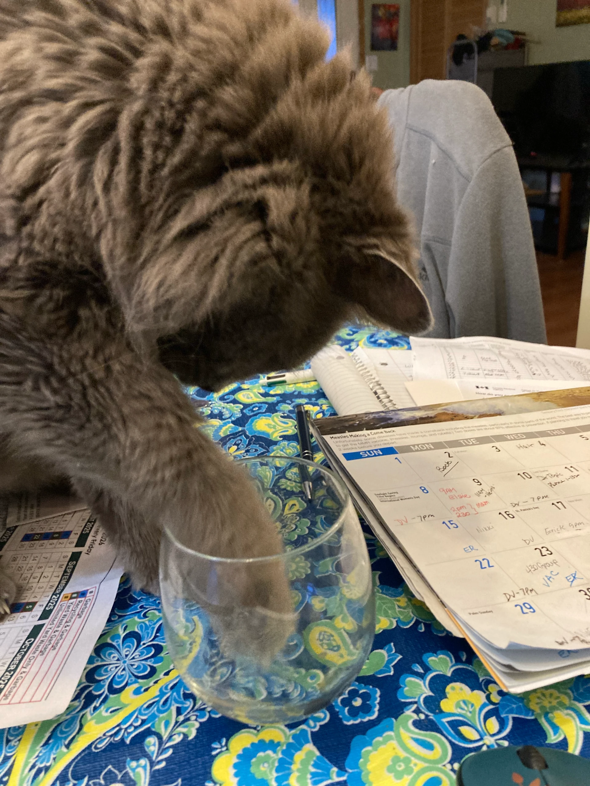 That Cat