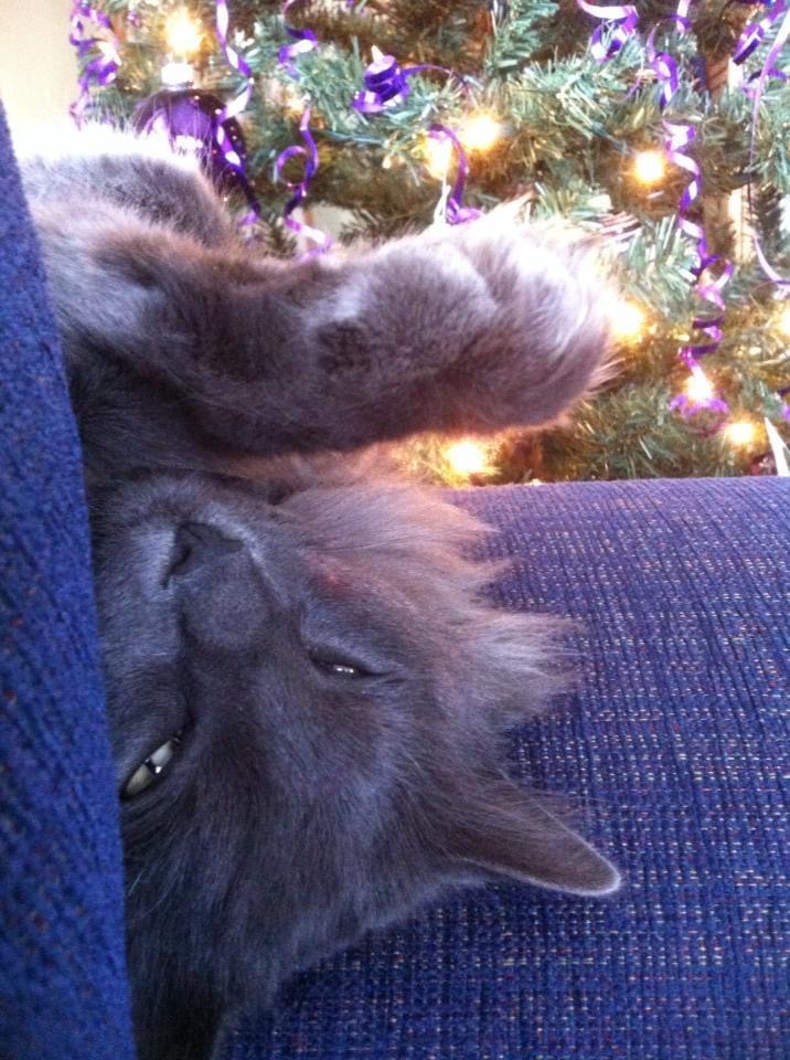Grey gets ready for Christmas