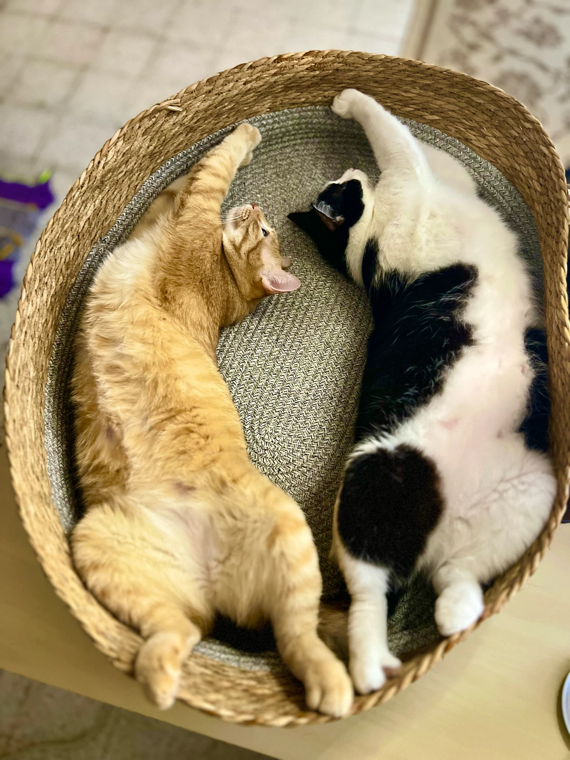 Wondering when I’ll get to a state of let go like my cats 😻😹