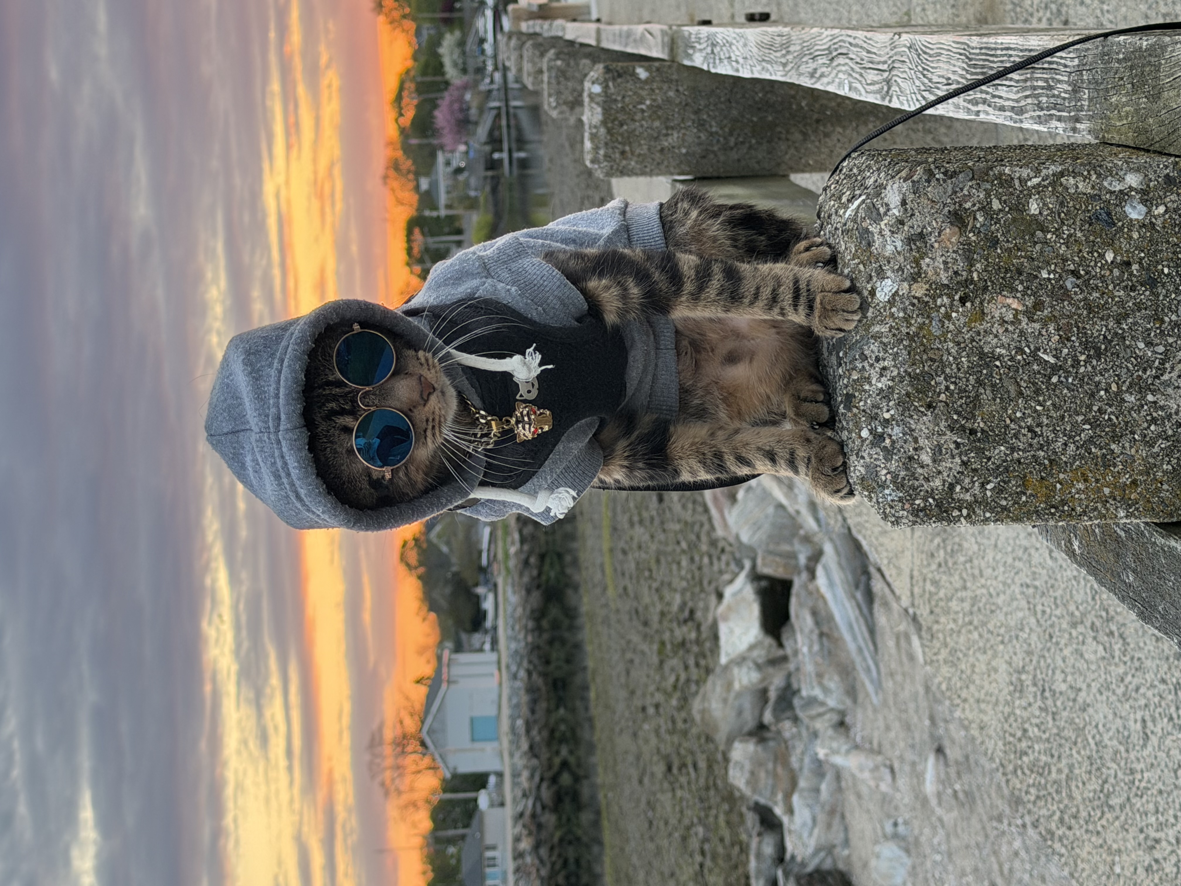 Just met this cool cat ! His name is Tiger 🤣