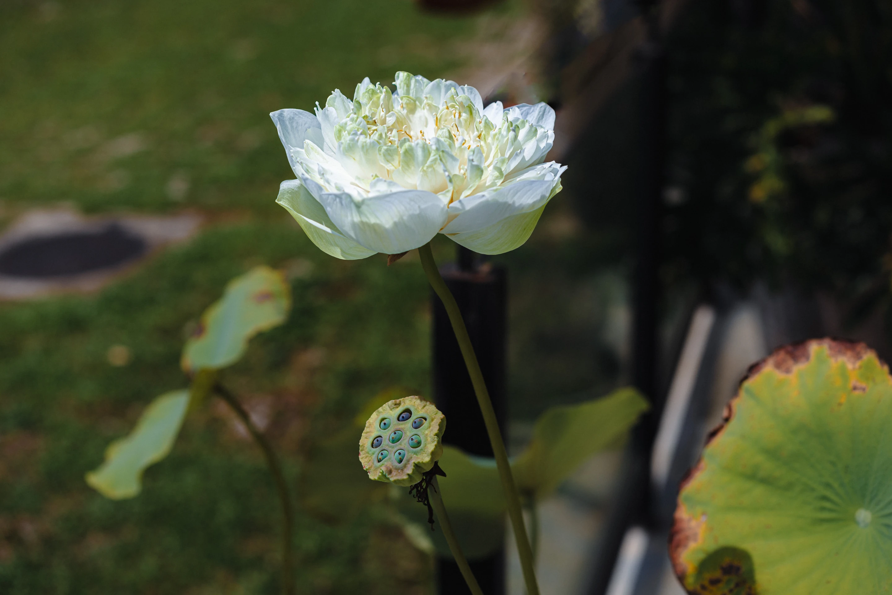 Blooming lotus
