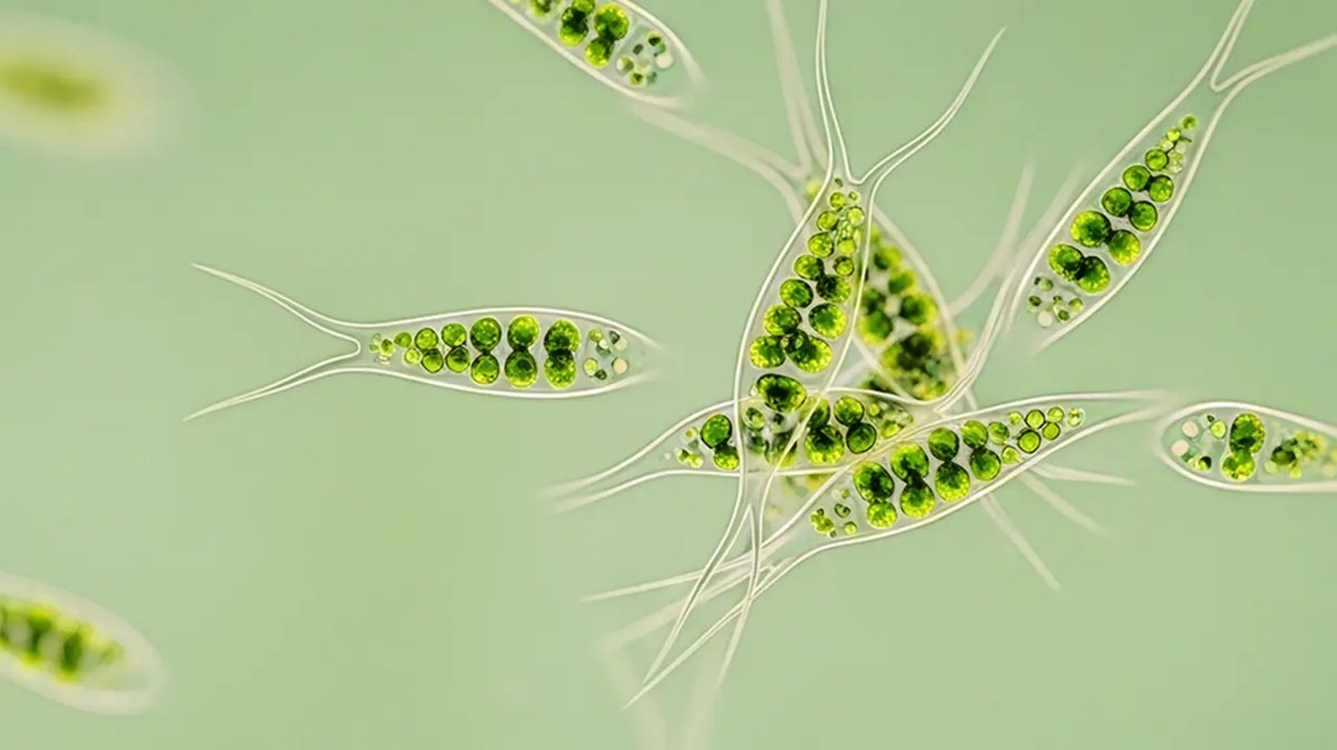 New studies suggest consciousness exists in organisms without brains