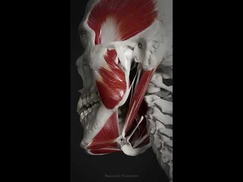 The suprahyoid muscle group