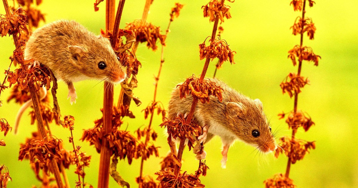 When You Hear What Happens When They Put Lab Mice in Nature, You Might Rethink Your Entire Life